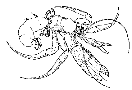 hermit crab without shell drawing