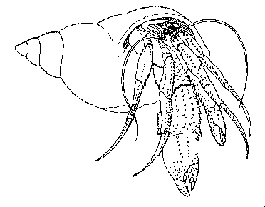 hermit crab without shell drawing